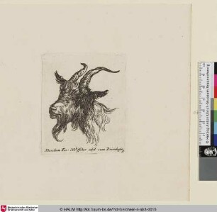 [Kopf einer Ziege; Head of a Goat; Tête de bouc, au front éclairés]