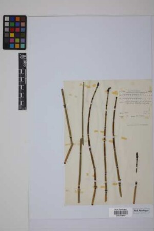 Equisetum hyemale hyemale L.