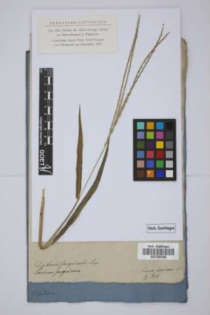 Digitaria sanguinalis Scop.
