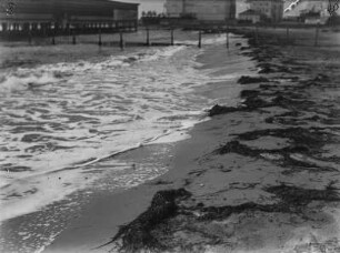 Strandblick : Blick entlang des von Algen gesäumten Badestrandes von Grado.