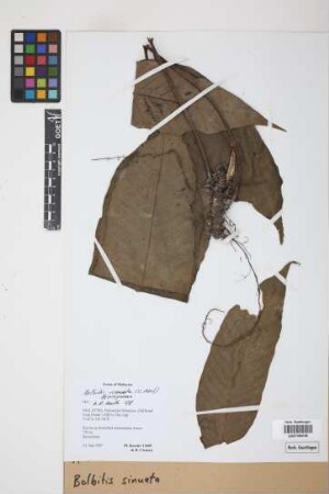 Bolbitis sinuata (C.Presl) Hennipman, 1970