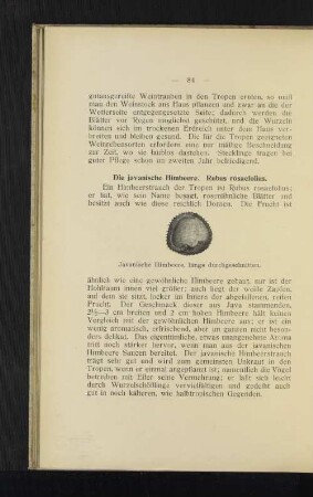 Die javanische Himbeere. Rubus rosaefolius.