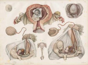 Entwicklung eines menschlichen Embryos