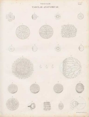 Tabula Tertia: retina oculi dextri (Lineartafel)
