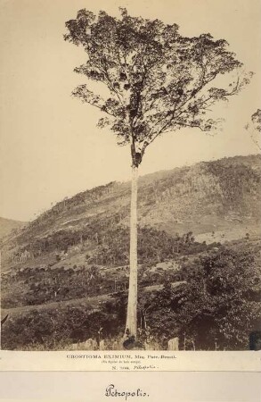 Urostigma Eximium, Miq. Patr., Brasilien, Petropolis