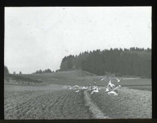 Lachmöven überm Acker