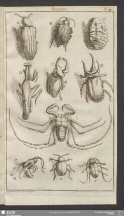 Pl. 14. Insectes