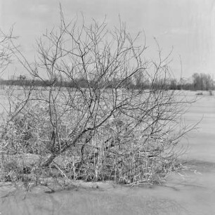 Spreewald um 1940. Überflutete Wiesen und Felder. : Błóta wokoło 1940. Přepławjene łuki a pola.