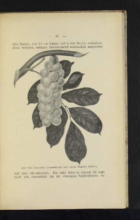 Ast von Lansium domesticum mit einer Traube Dökös.