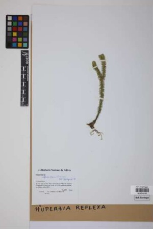 Phlegmariurus reflexus (Lam.) comb. ined.