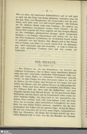 Der Oelbaum