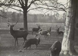 Moritzburger Teichgebiet. Wildfütterung.