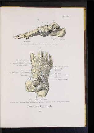 Ossa et articulationes pedis.
