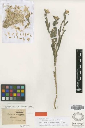 Centaurea anatolica Griseb. [syntype]