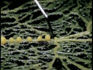 Zellbiologische Studien an Physarum polycephalum - Morphogenese und Differenzierung im Protoplasmatropfen