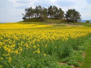 Rapsfeld im Vorharzgebiet : Blühendes Rapsfeld im Vorharzgebiet bei Quedlinburg, aufgenommen am 27. April 2012