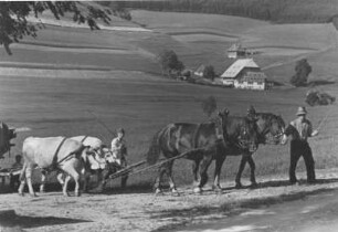 Schwarzwald. Viergespann, bestehend aus 2 Pferden und 2 Ochsen zieht einen Wagen