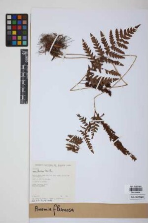 Anemia flexuosa (Sav.) Sw.
