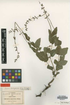 Salvia amarissima Ortega