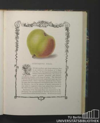 Chevreuse Pear.