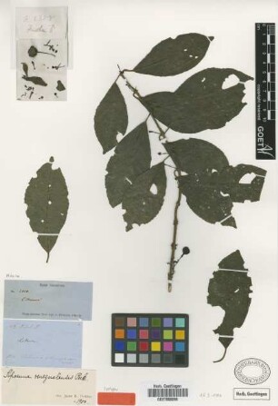 Siparuna venezuelensis Perkins [isotype]