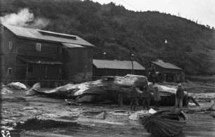 Zerlegen eines Wales : Wal wird im Hafen von Valdivia zerlegt.