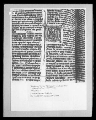 Lüneburger Bibel — Zierinitiale mit zwei Tierköpfen