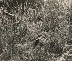Stockente (Anas platyrhynchos L.). Jungvogel, sich drückend