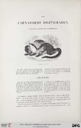 Les carnassiers digitigrades, cinquième ordre des mammifères