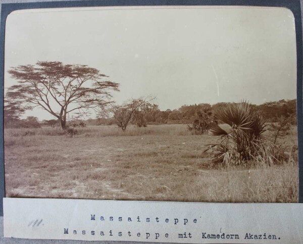 La steppe de Massa. Steppe de Massaïs avec acacias à camomille