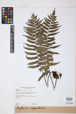 Asplenium repandulum Kunze