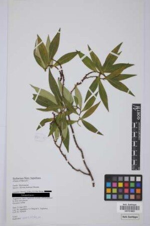 Myrsine fosbergii Hosaka