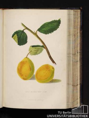 Coes Golden Drop Plum