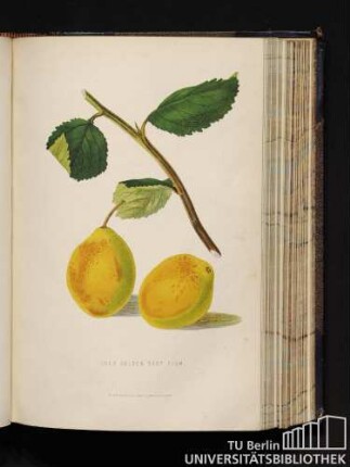 Coes Golden Drop Plum