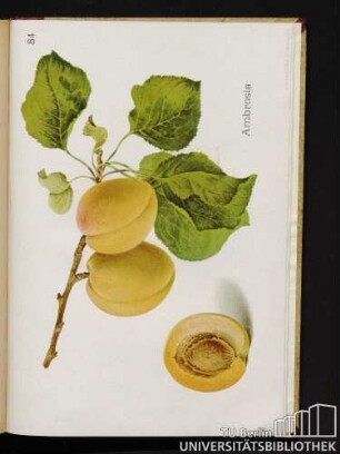 84. Ambrosia.