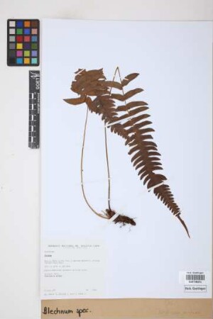 Blechnum