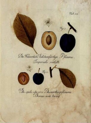 Tab. 178. Fig. 1. Die Kaiserliche Veilchenfärbige Pflaume [...] Fig. 2. Die späte schwarze Damaskuspflaume [...]