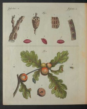Tafel: Insecten. X.