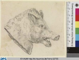 Kopf eines Wildschweins