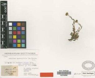 Anthemis aizoon Griseb. var. Griseb. scardicola[syntype]