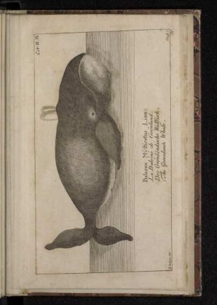 Balaena Mÿsticetus Linn: La Baleine de Grönland. Der Grönländische Wallfisch. The Greenlands Whale.