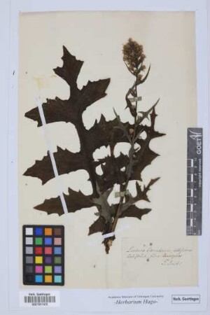 Lactuca