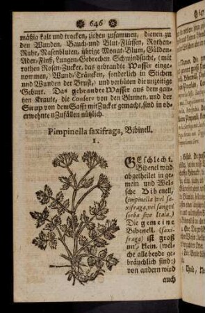 646-656, Pimpinella saxifraga - Piper Indicum