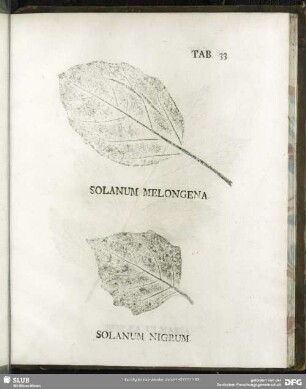 Tab. 33. Solanum Melongena. (Tollapfel, Eierbaum) - Solanum Nigrum. (Schwarzer Nachtschatten)
