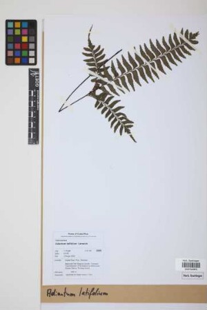 Adiantum latifolium Lam.