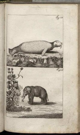 Fig. 24. - Fig. 25.