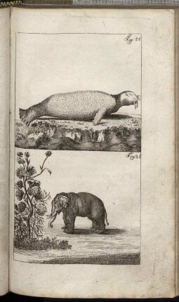 Fig. 24. - Fig. 25.