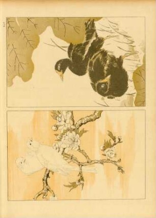 AJF [Deux études d'Oiseaux]