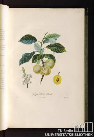 P. XXX. Impératrice blanche.