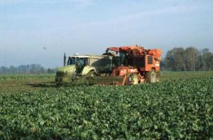 Fotografie: Parallelverfahren, Gummiraupenlaufwerk, Zuckerrübenköpfrodelader selbstfahrend, Hackfruchternte, Raupentraktor